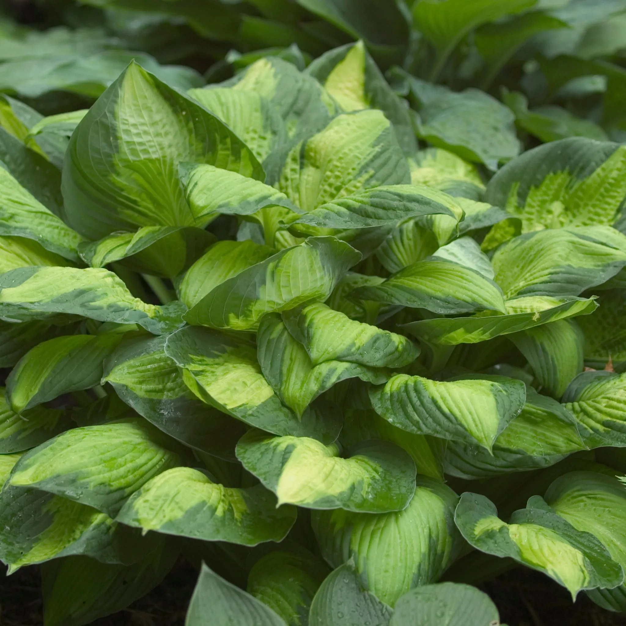 Captain Kirk Hosta