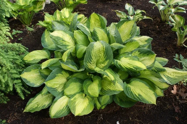 Captain Kirk Hosta