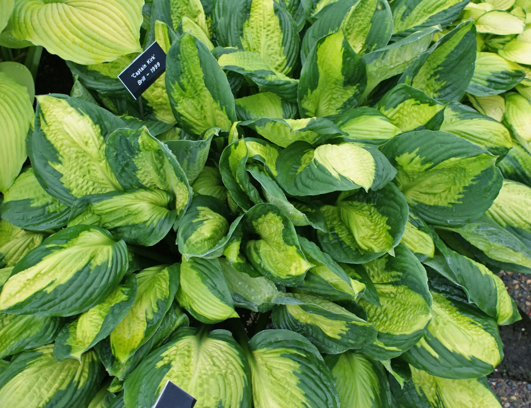 Captain Kirk Hosta