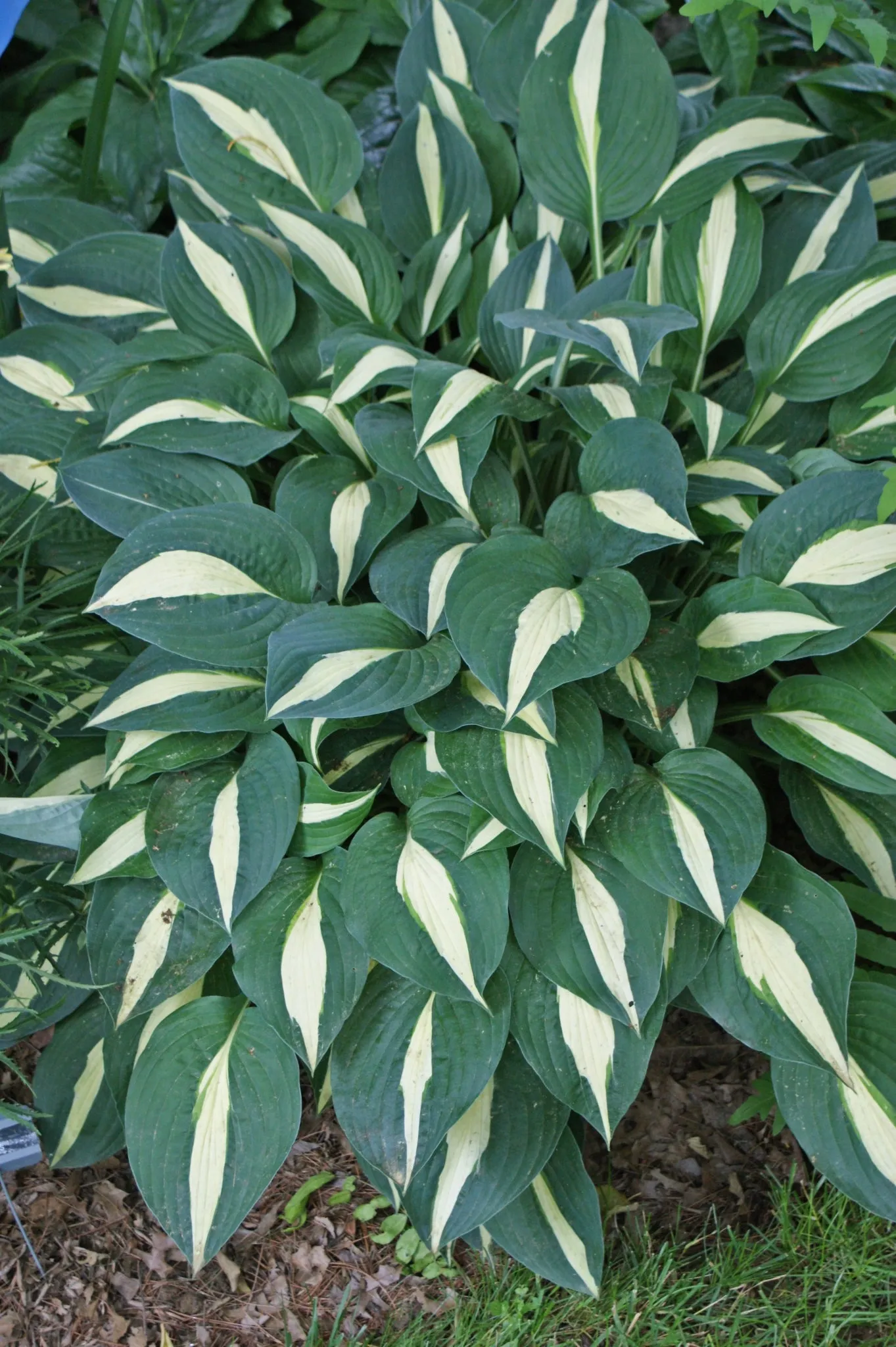 Risky Business Hosta
