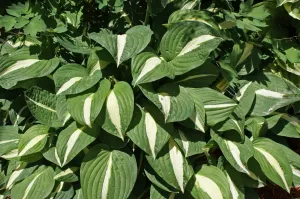 Risky Business Hosta