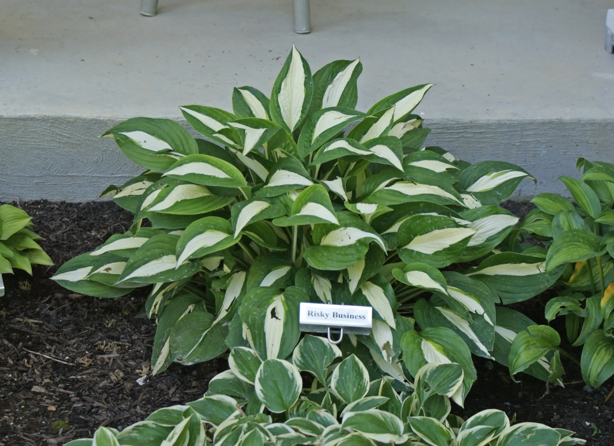 Risky Business Hosta